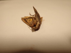 Noctua pronuba