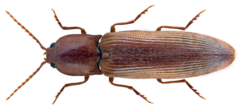 V click beetle, photo 2 of 10