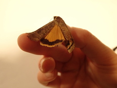 Noctua pronuba