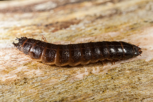 V click beetle, photo 3 of 10