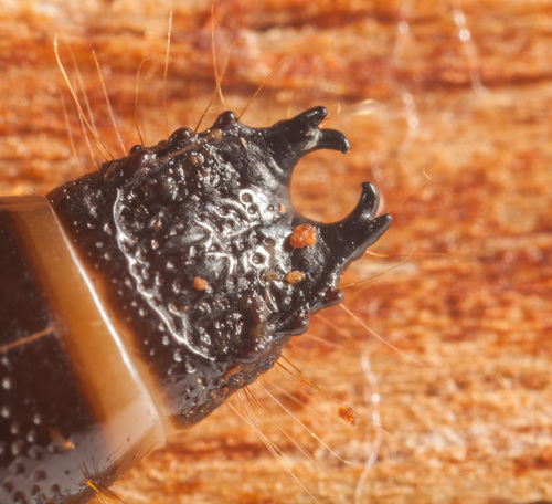 V click beetle, photo 4 of 10