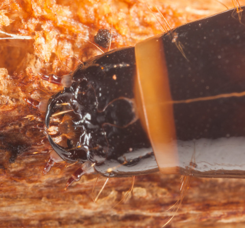 V click beetle, photo 5 of 10
