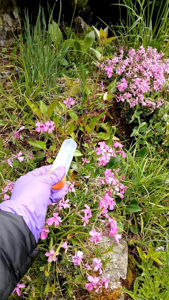 Penstemon ovatus