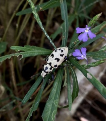 Ericydeus