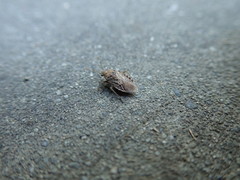 Heteroptera