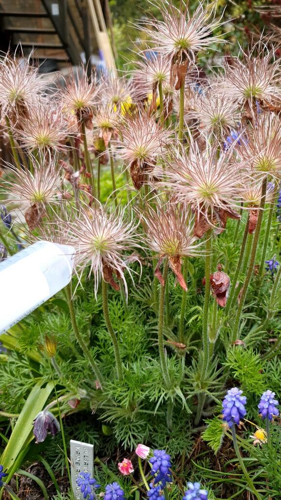 Pulsatilla vulgaris