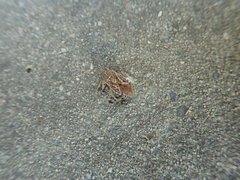 Heteroptera