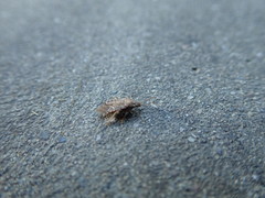 Heteroptera