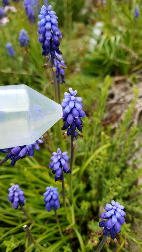 Muscari