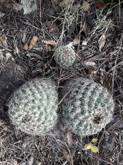 Coryphantha compacta