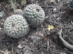 Coryphantha compacta