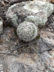 Mammillaria barbata