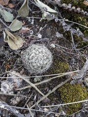 Mammillaria barbata
