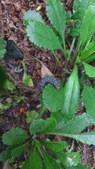 Lepidoptera