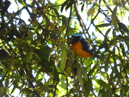 Chlorophonia elegantissima
