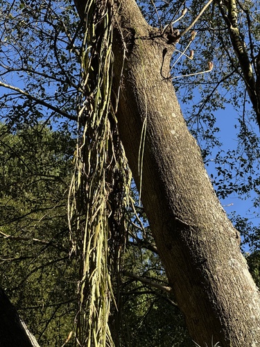 Lepismium warmingianum, photograph 4