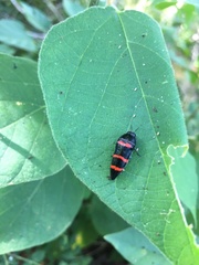 Acmaeodera trizonalis
