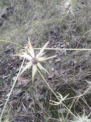Eryngium heterophyllum