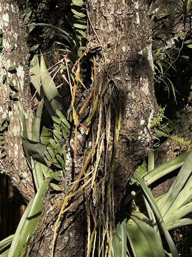 Lepismium warmingianum, photograph 3
