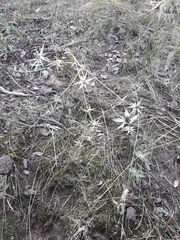 Eryngium heterophyllum