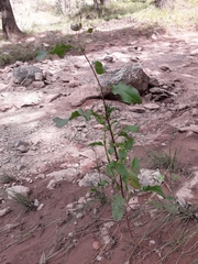 Rumex mexicanus