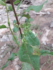 Rumex mexicanus