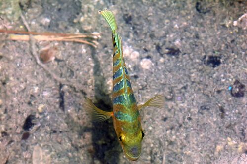 False red terror (Mayaheros urophthalmus) — Cichlidae — 4