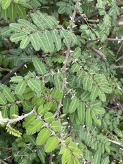Mimosa asperata