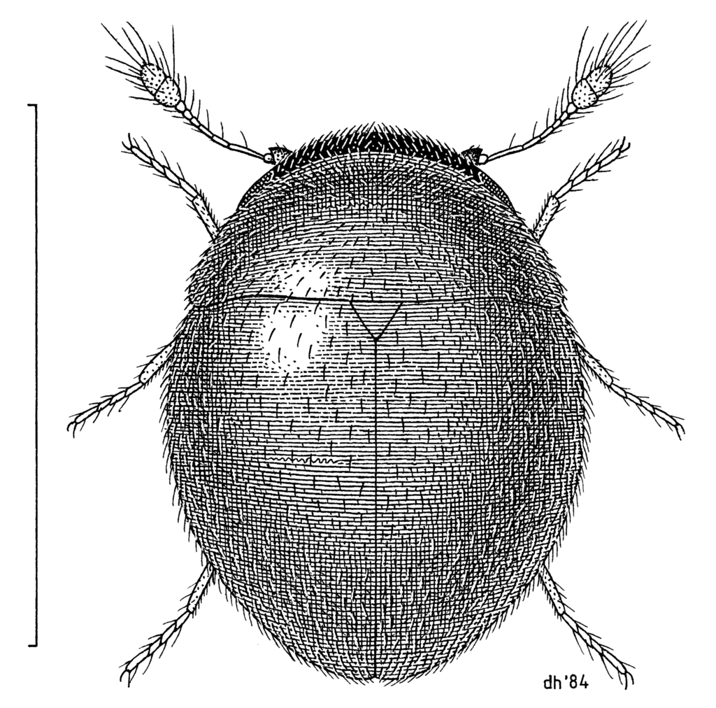 Clambus domesticus