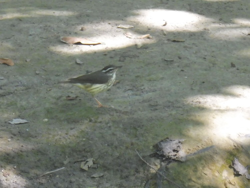 Parkesia motacilla