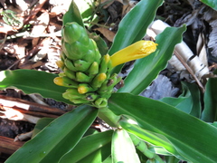 Dimerocostus strobilaceus