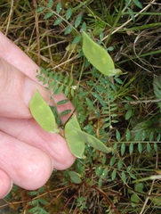 Vicia disperma