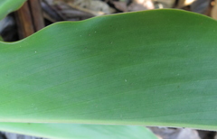 Dimerocostus strobilaceus