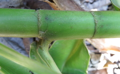 Dimerocostus strobilaceus