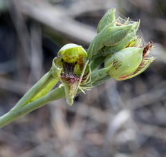 Calochilus herbaceus