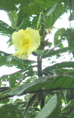 Dimerocostus strobilaceus