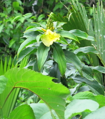 Dimerocostus strobilaceus