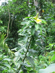 Dimerocostus strobilaceus