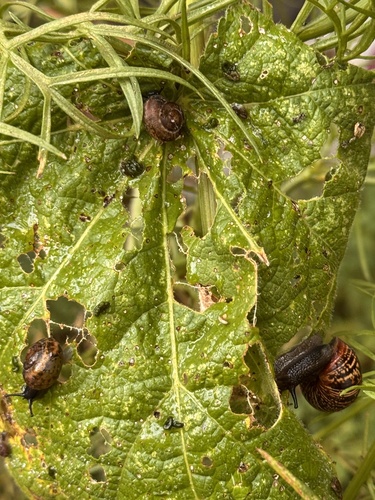 Arianta arbustorum