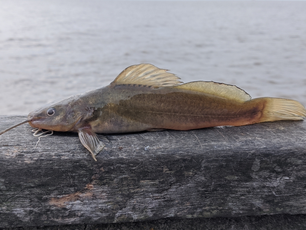 Silver Catfish
