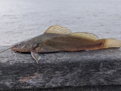 Silver Catfish photo 1