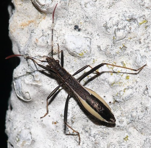 Micrelytra fossularum