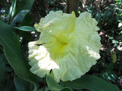 Dimerocostus strobilaceus