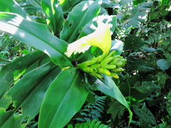 Dimerocostus strobilaceus