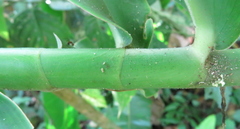 Dimerocostus strobilaceus