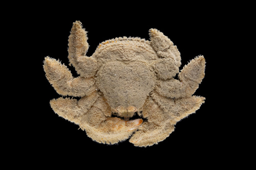 Hapalogaster cavicauda Stimpson, 1859