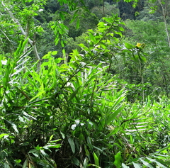 Dimerocostus strobilaceus