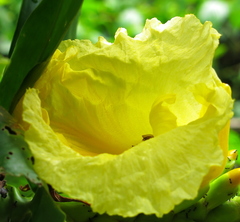 Dimerocostus strobilaceus