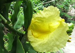 Dimerocostus strobilaceus