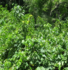 Dimerocostus strobilaceus